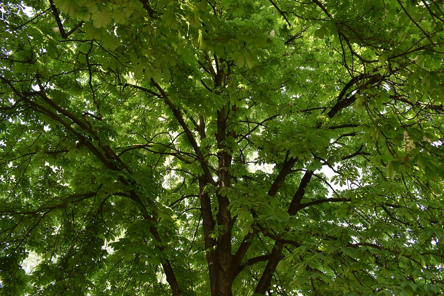 Aesculus hippocastanum 11 Apr18 web