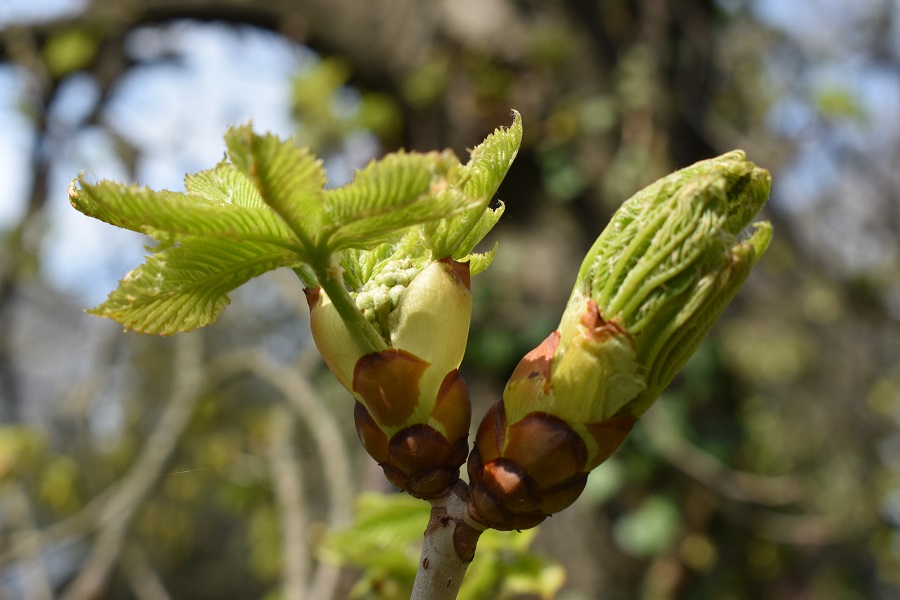 Aesculus hippocastanum 5 Mar18 web