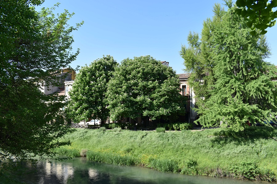 Aesculus hippocastanum 7 Apr18 web1