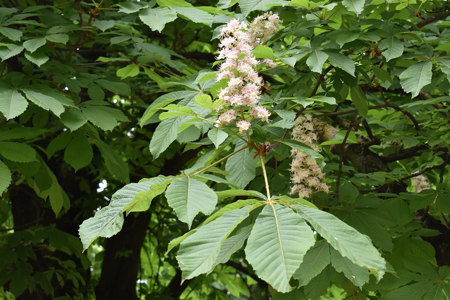 Aesculus hippocastanum 8 Apr18 web
