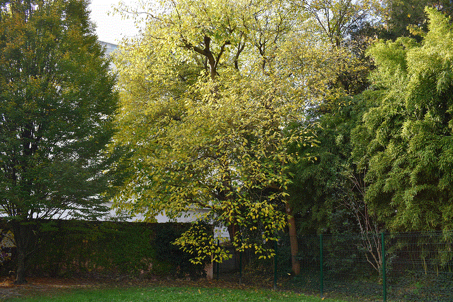 Broussonetia papyrifera Gelso da carta 1Web