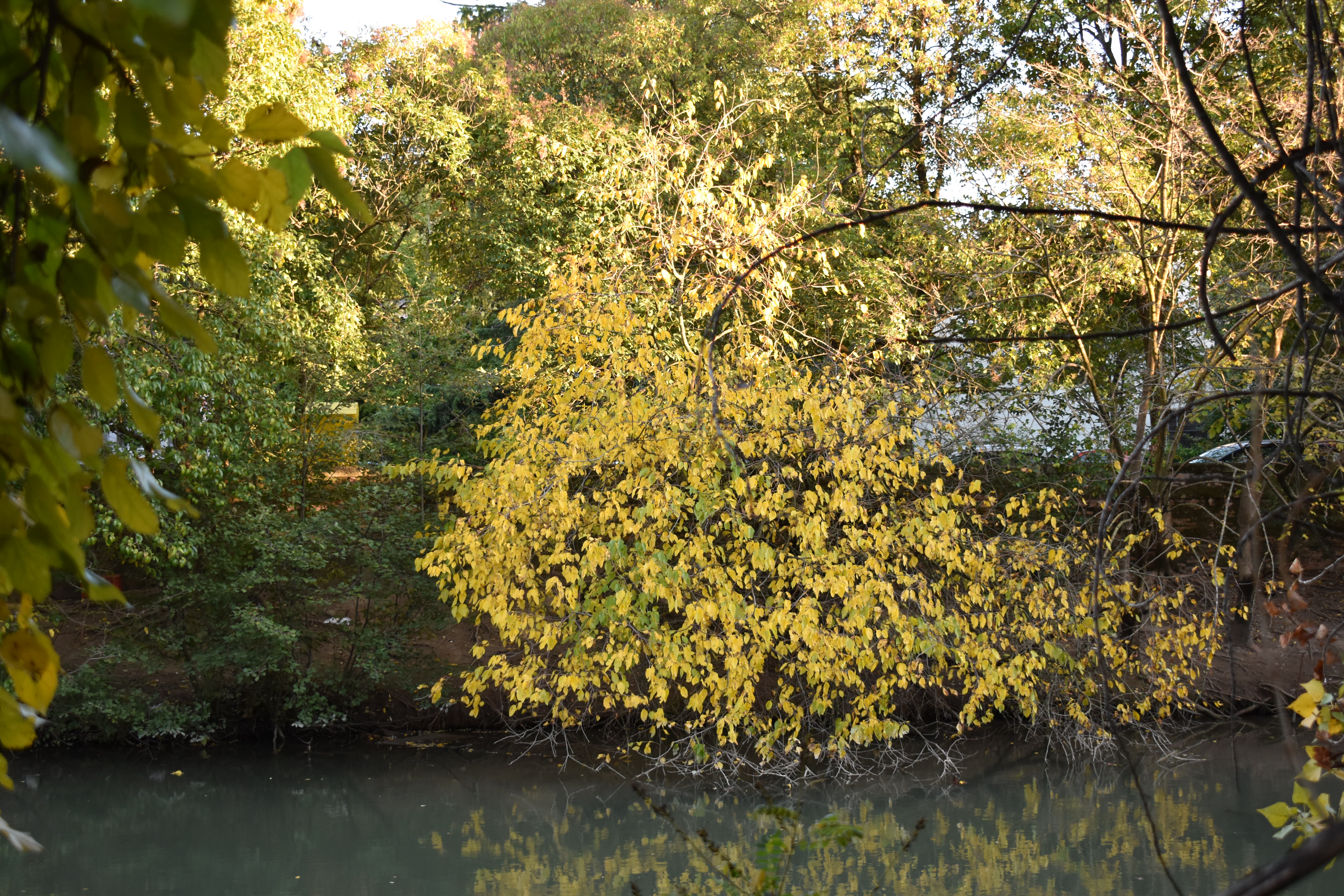 Broussonetia payirifera 1 Ott17