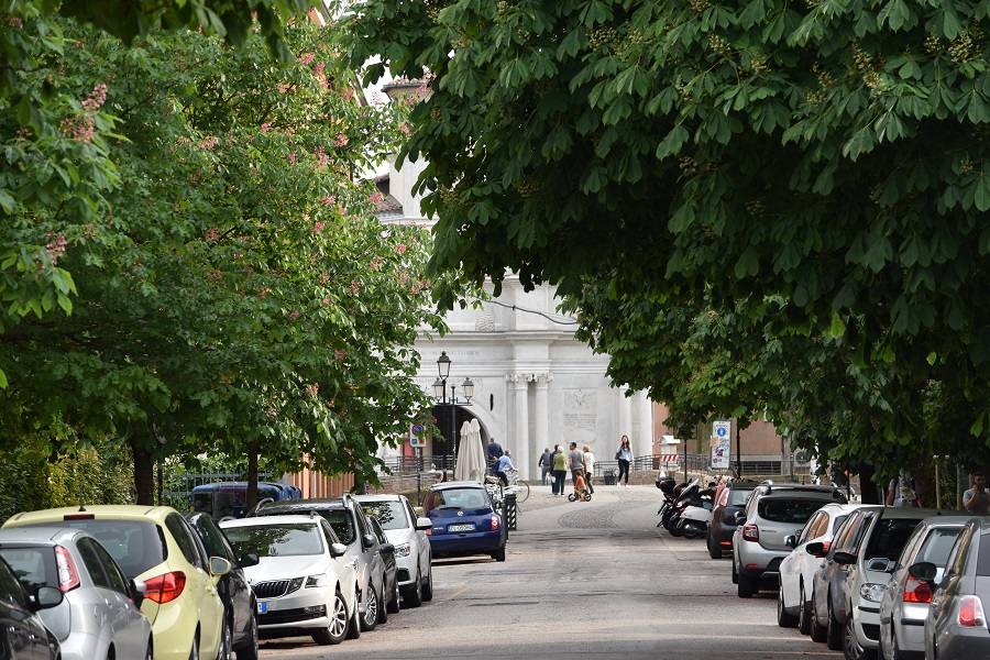 Aescula hippocastanum Via Venezia web