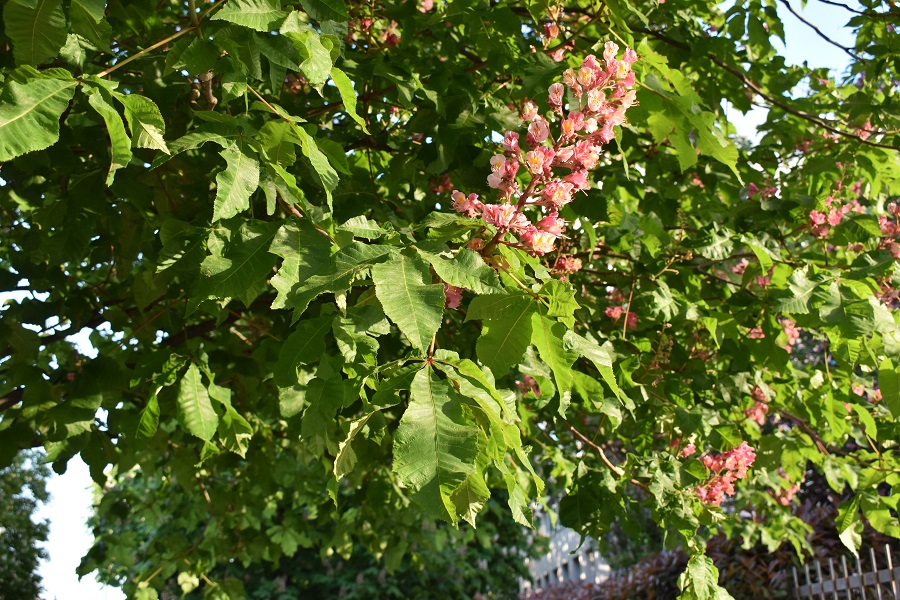 Aesculus pavia x Briotii 2 Apr18 web