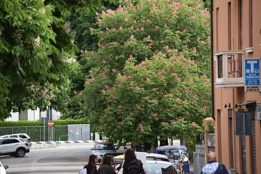 Aesculus pavia x Briotii 4 Apr18 web4