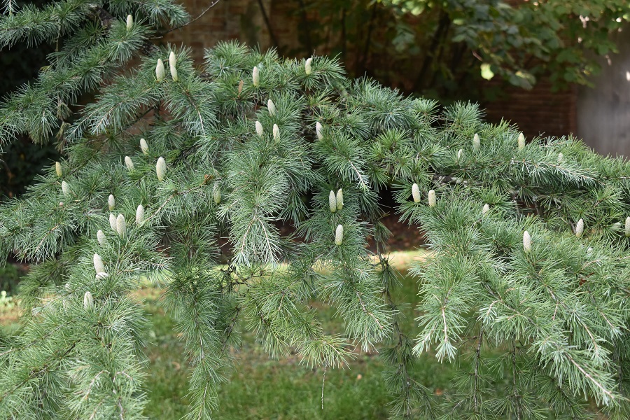 Cedru deodara 1 Ott17