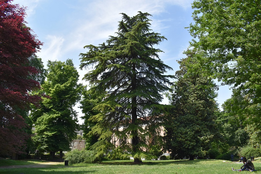 Cedrus deodara 1 Mag18 A