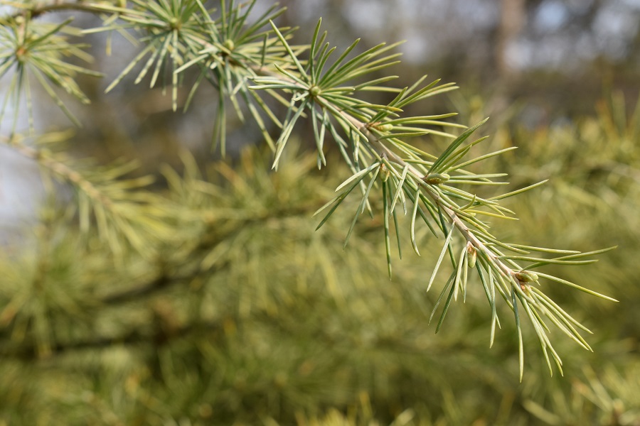 Cedrus deodara 2 Mar18
