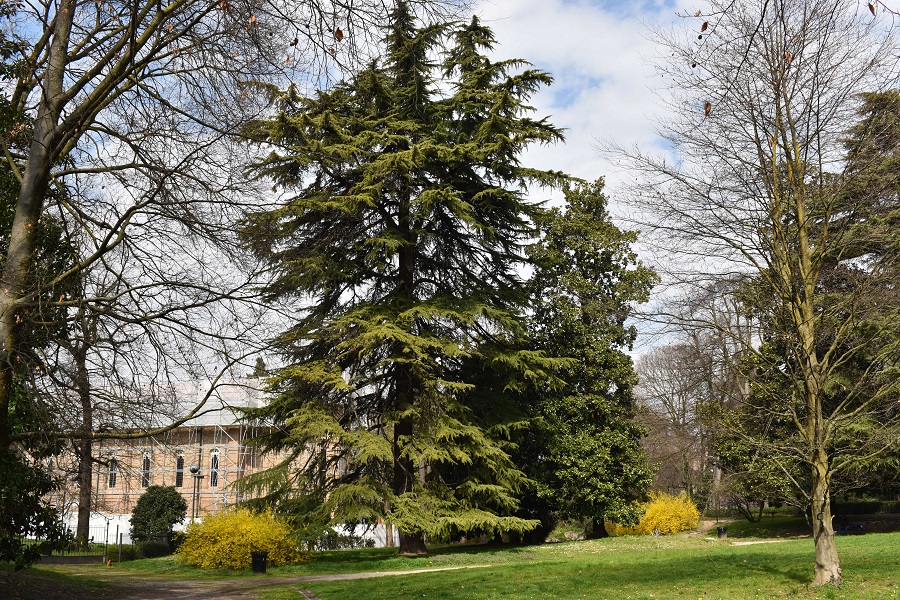 Cedrus deodara Forsizia Mar18