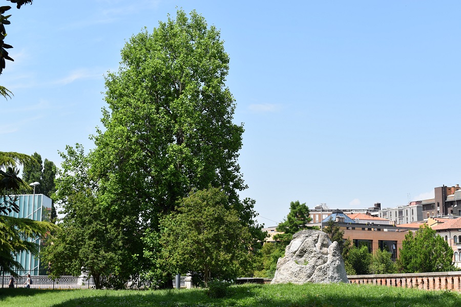 Liriodendron tulipifera 10 Mag18 web