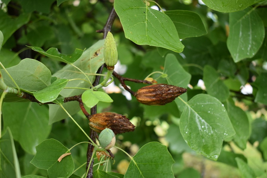 Liriodendron tulipifera coni Mag18 web