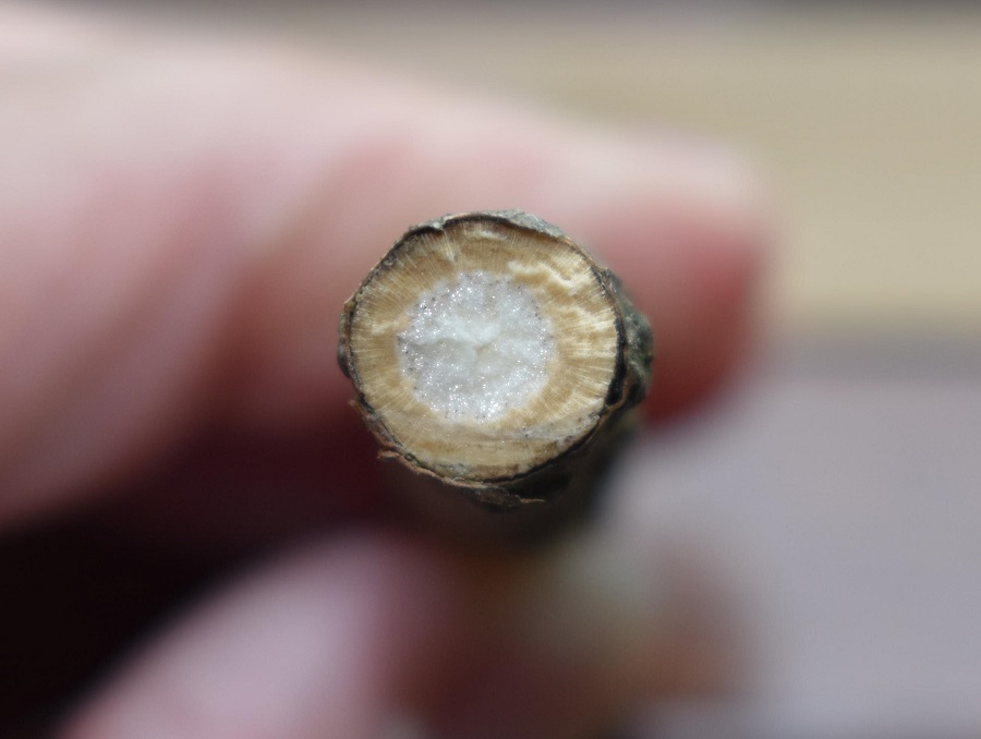 Sambuco midollo 1 web.jpg