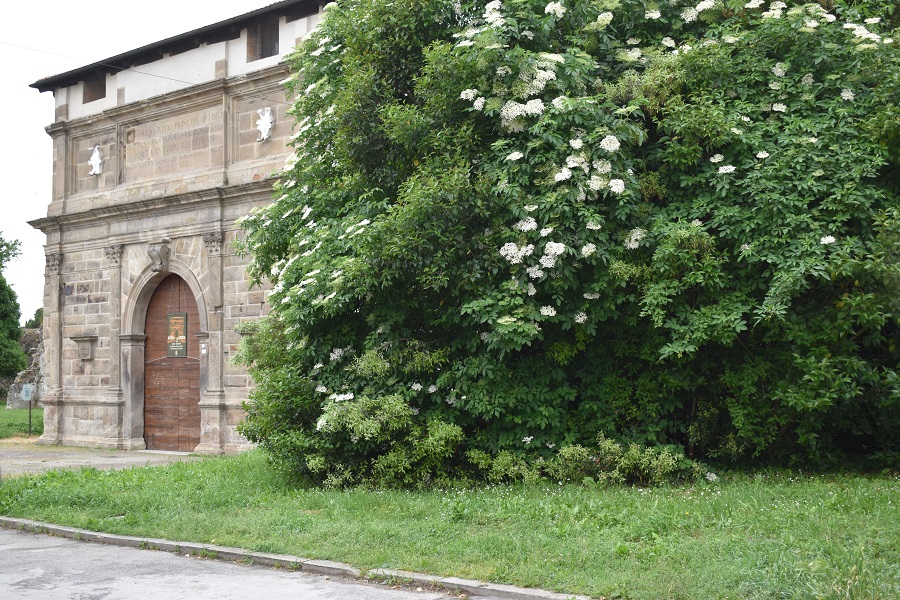 Sambucus nigra 10 Mag18 web