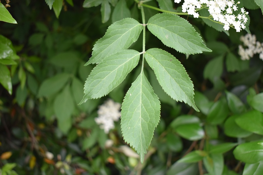 Sambucus nigra 11 Mag18 web