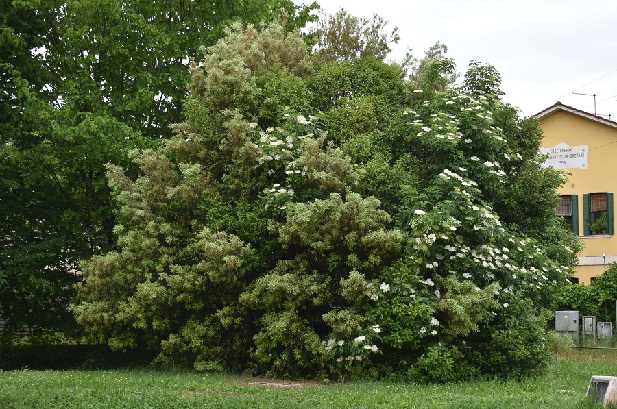 Sambucus nigra 12 Mag18 web