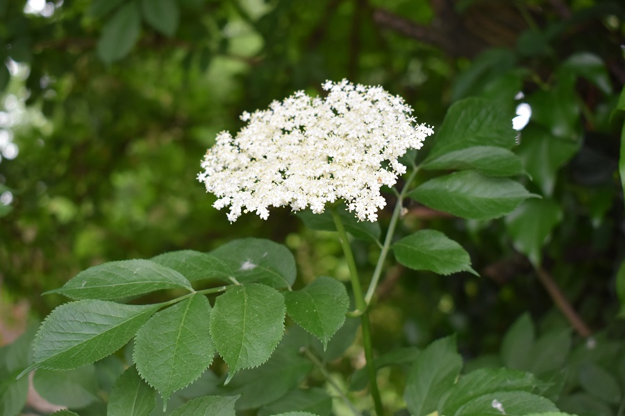 Sambucus nigra 14 Mag18 web