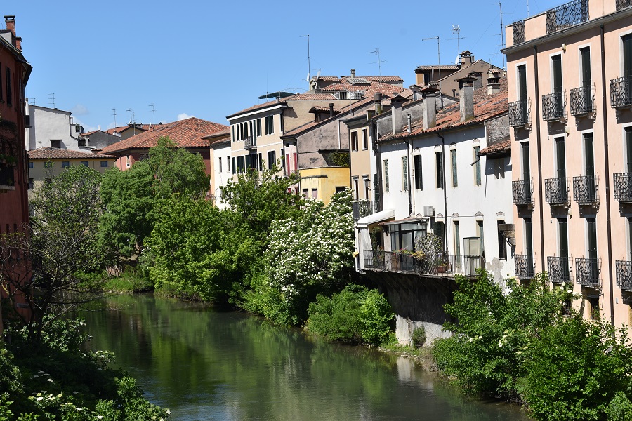 Sambucus nigra 2 Apr18 Ponte Molino