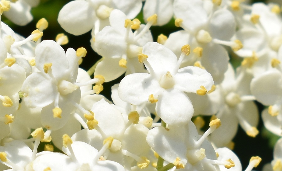 Sambucus nigra 8 Apr18 Pzl S Giov