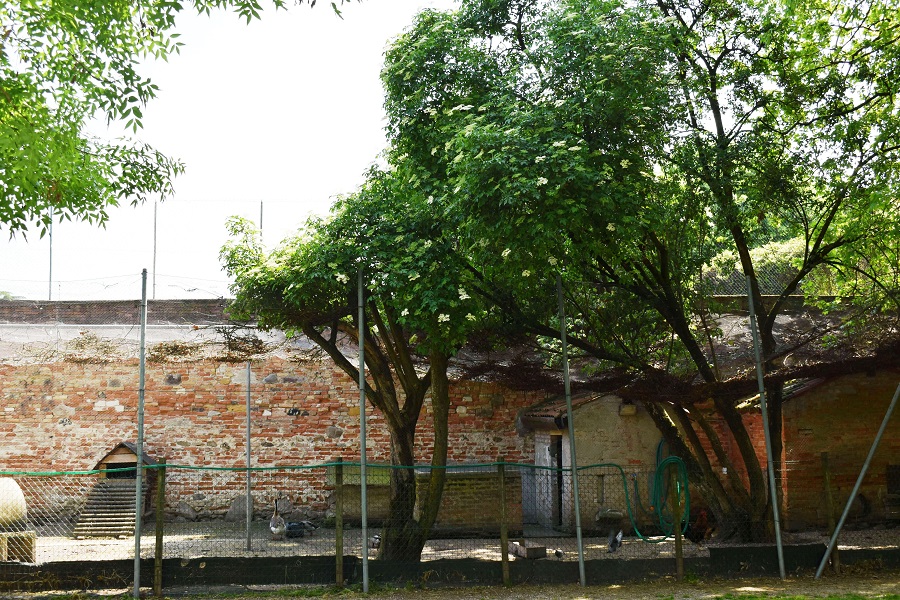 Sambucus nigra Città dei Bambini