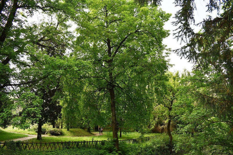 Tilia platyphyllos 11 Apr18 web