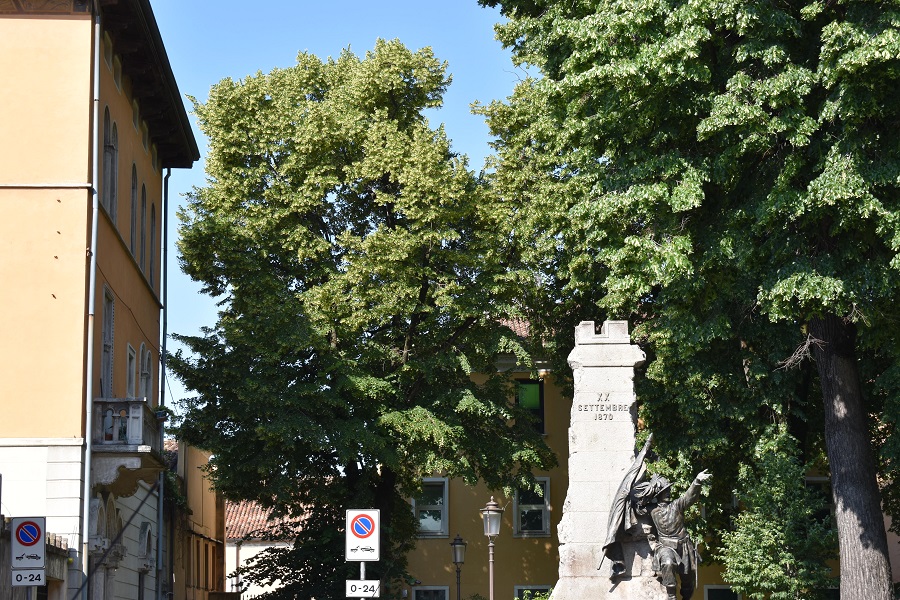 Tilia platyphyllos 31 Mag18 web