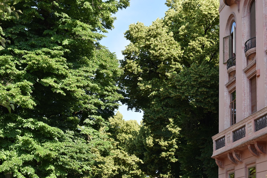 Tilia platyphyllos 32 Mag18