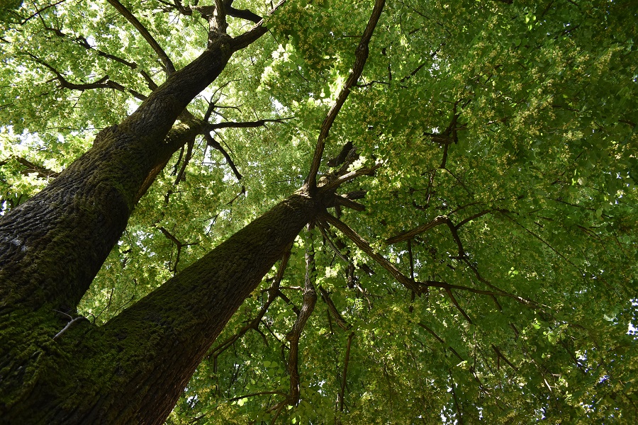 Tilia platyphyllos 33 Mag18 web