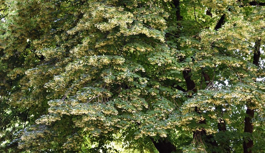 Tilia platyphyllos 38A Mag18