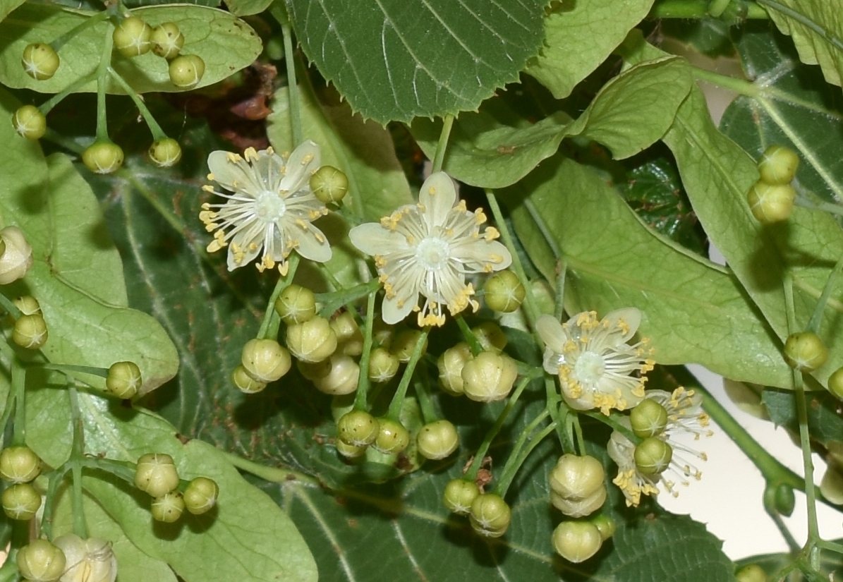 Tilia platyphyllos 9 mag18