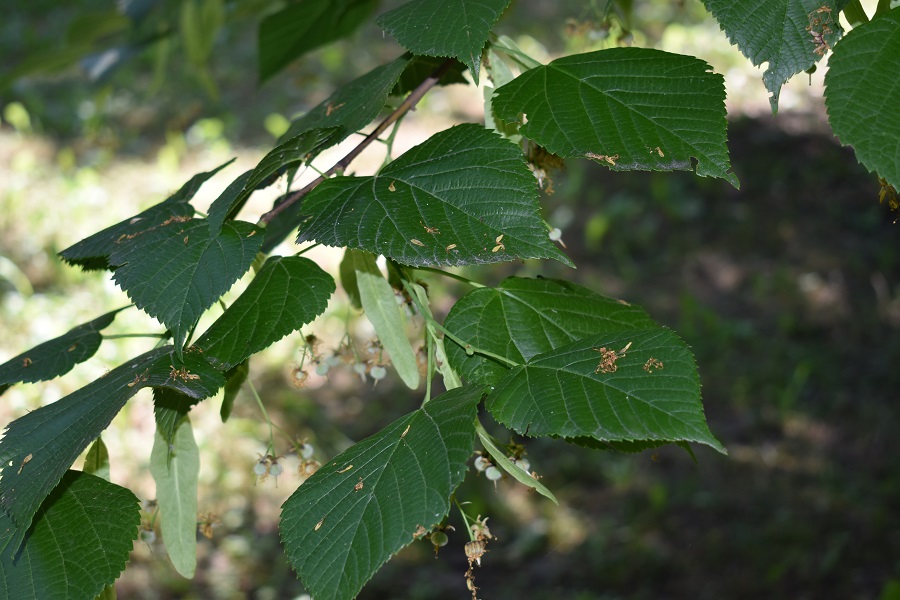 Tilia platyphyllos Hack 1