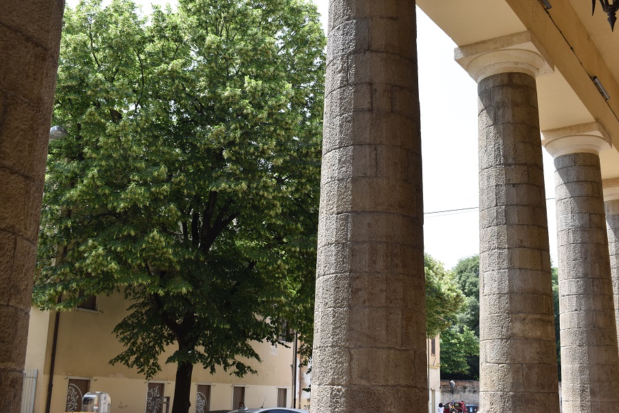 Tilia platyphyllos Selvatico