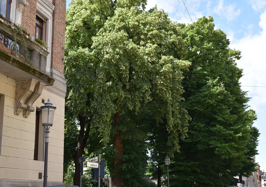 Tilia platyphyllos T ibrido 2 Mag18 web