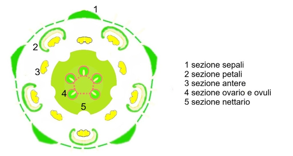 Ailanthus altissima, Diagramma fiorale.