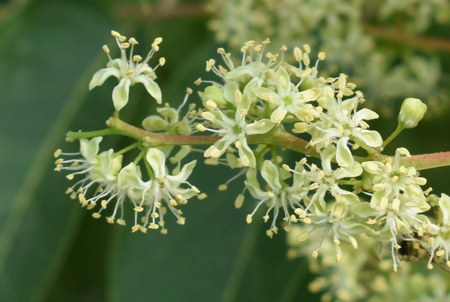 Ailantus fiore maschile