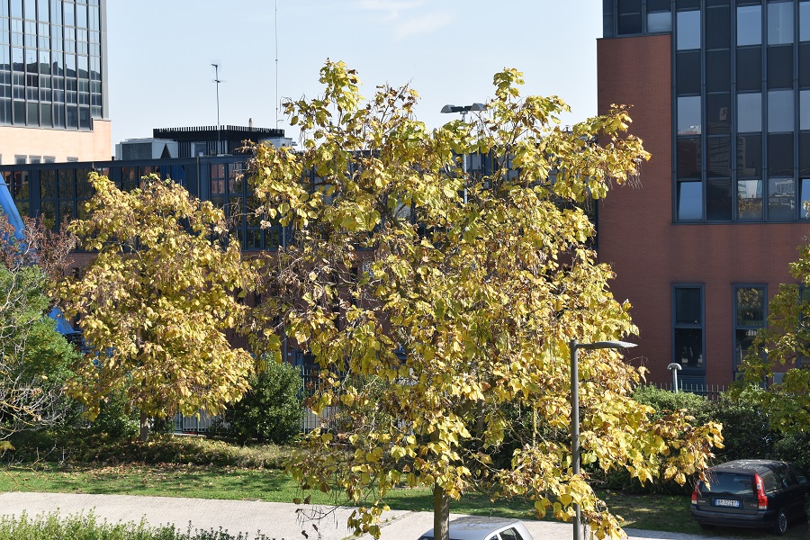 Catalpa bignonioides Autunno