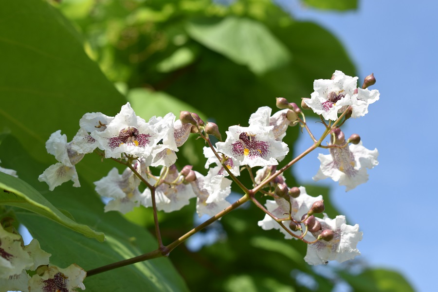 Catalpa fiore 1