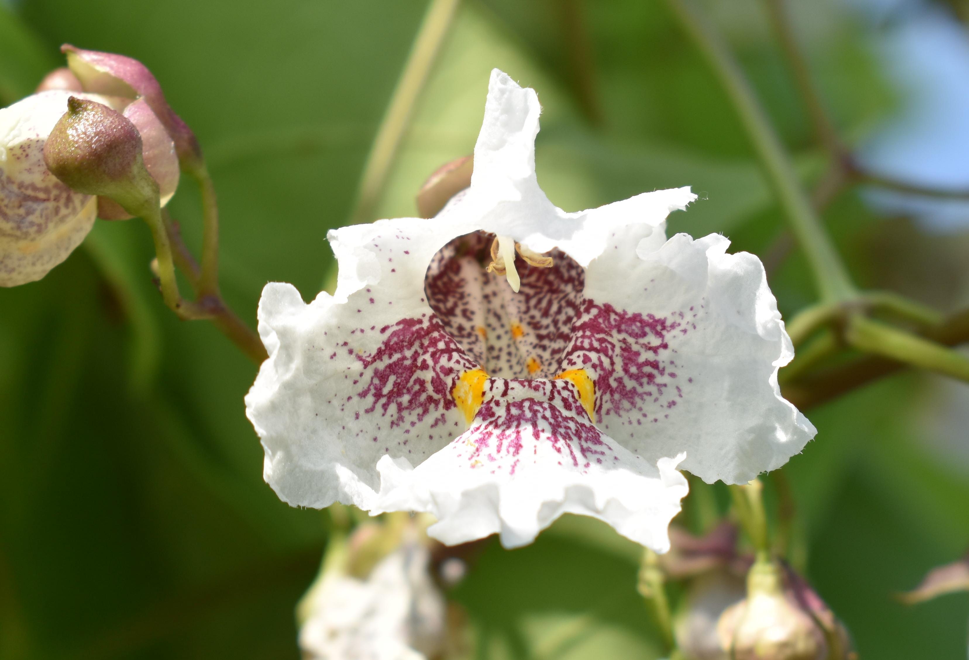 Catalpa fiore 2