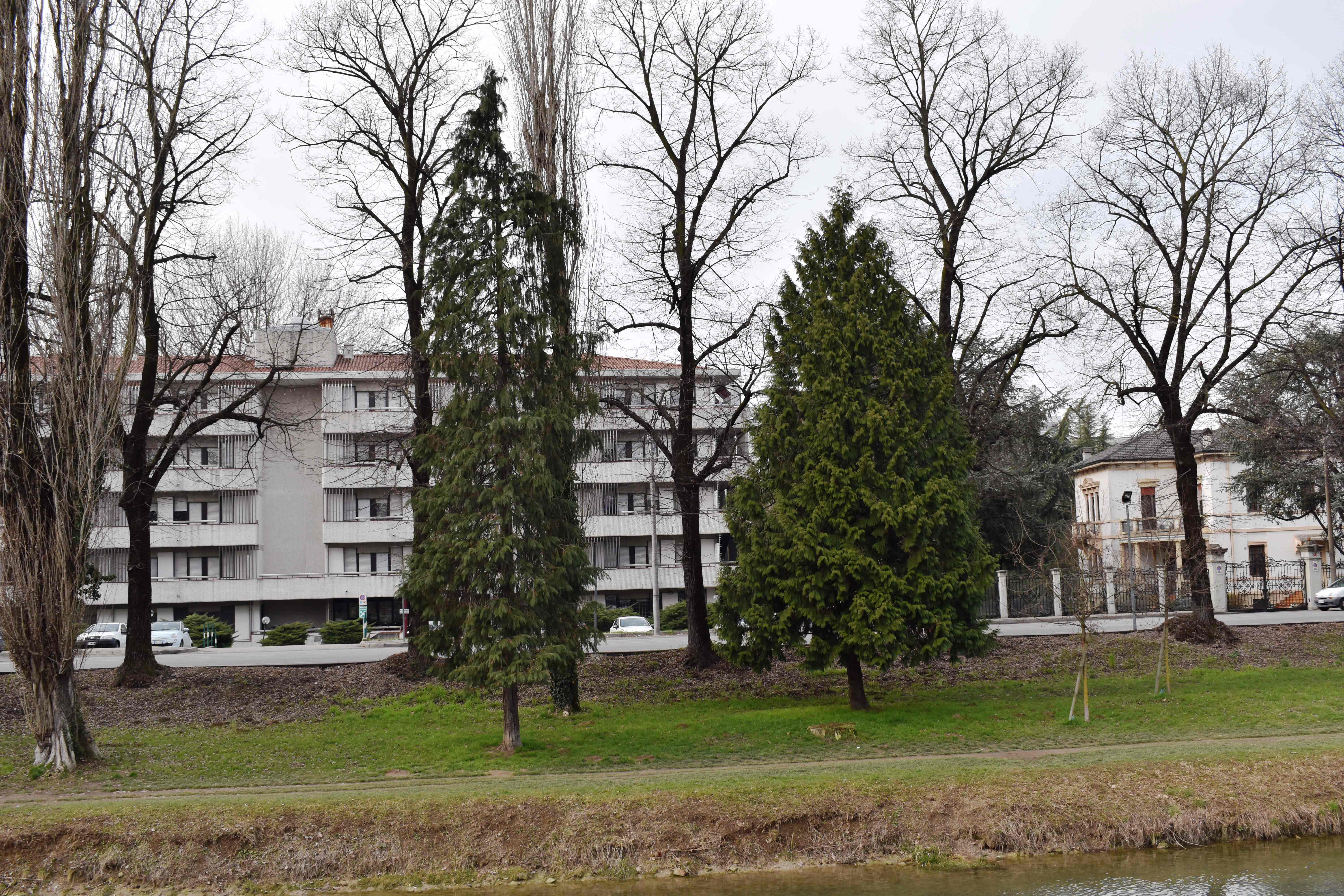 Goito C lawsoniana T plicata