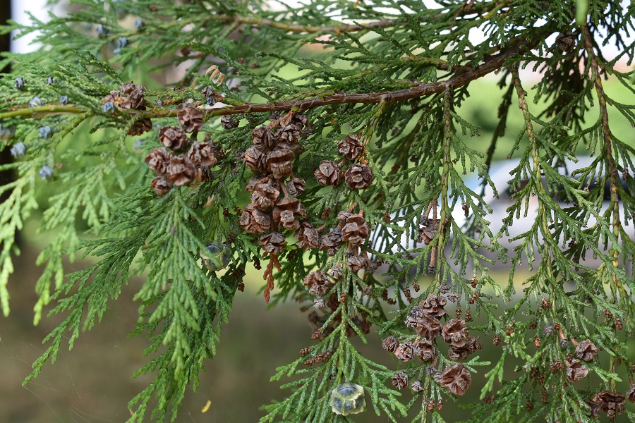 Goito Chamaeciparis lawsoniana 2