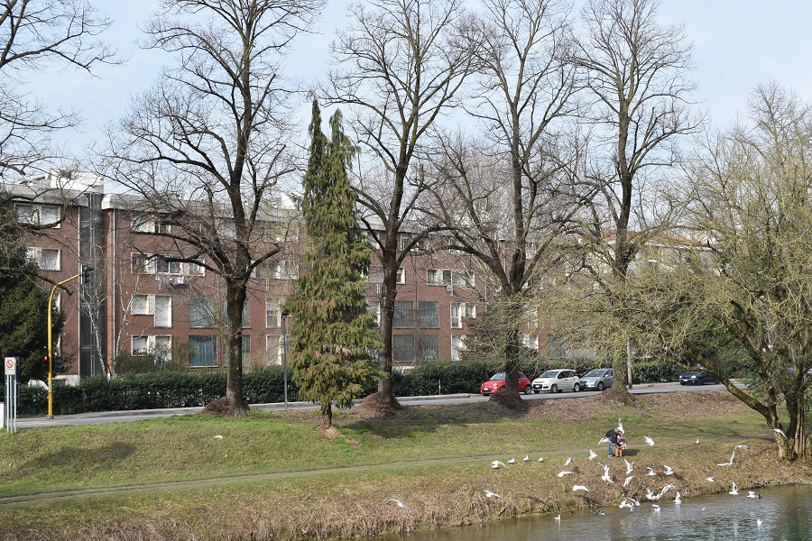 Goito Chamaeciparis lawsoniana 3