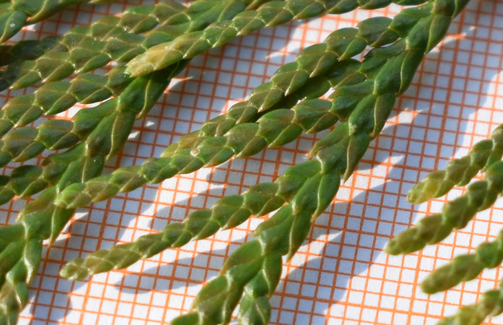 Goito foglia T plica 1