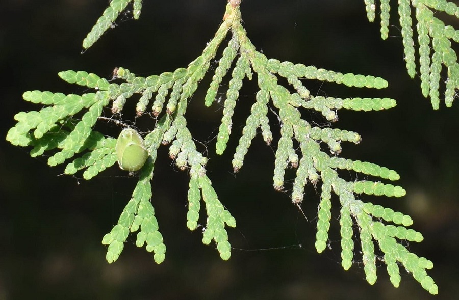 Goito T occidentalis frutti