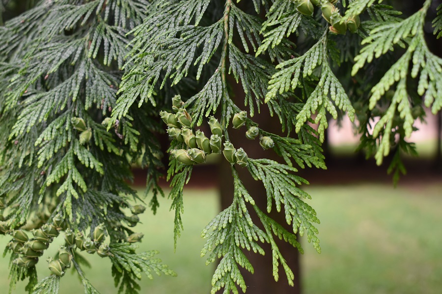 Goito T plicata frutto