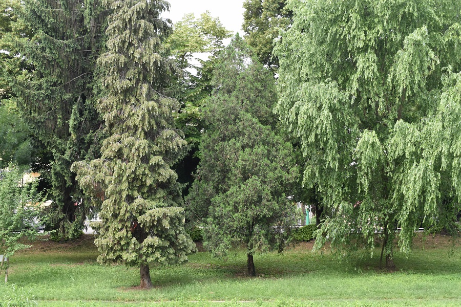 Goito Thuja orientalis 2