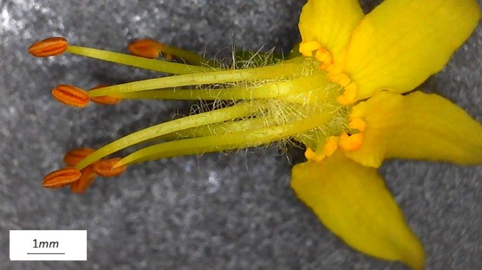 Koelreuteria paniculata, fiore, singolo, microscopio.