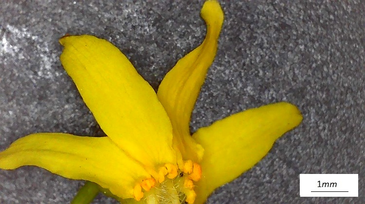 Koelreuteria paniculata, fiore, nettario, microscopio.