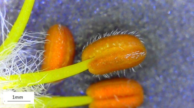 Koelreuteria paniculata, fiore, antera, microscopio.