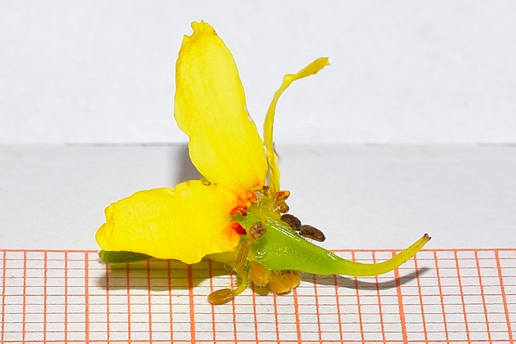 Koelreuteria paniculata, fiore, stigma due settimae, microscopio.