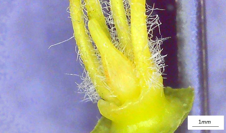 Koelreuteria paniculata, fiore, stigma, microscopio.
