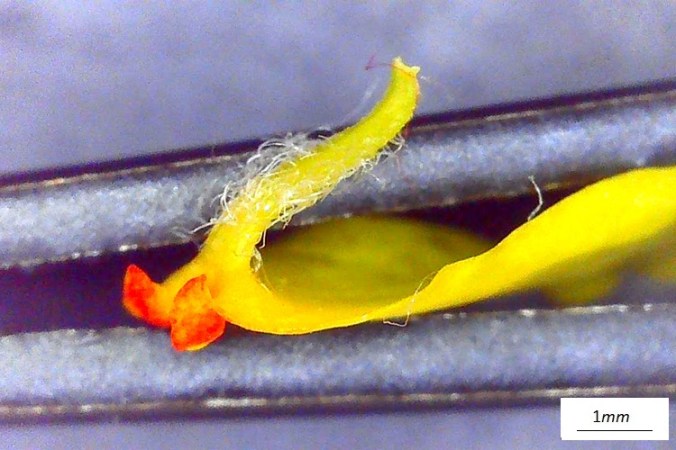 Koelreuteria paniculata, fiore, unghia, microscopio.